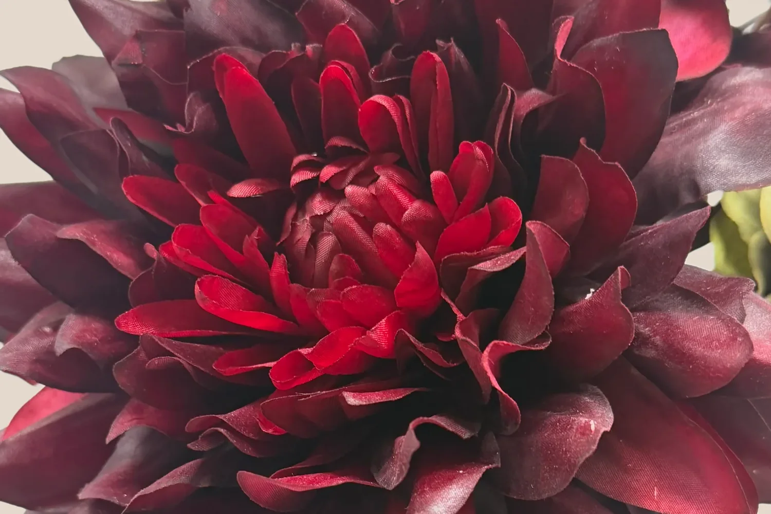 Beeldvullend detail van een diepbordeaux bloem.